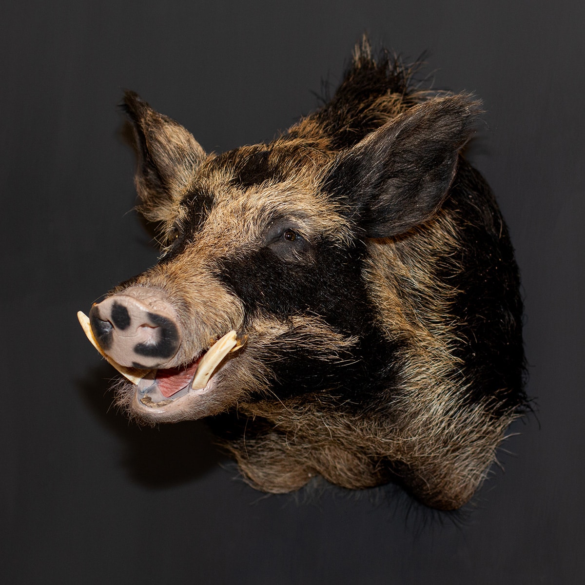 boar taxidermy shoulder mount