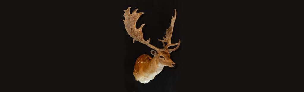 Fallow buck taxidermy shoulder mount velvet