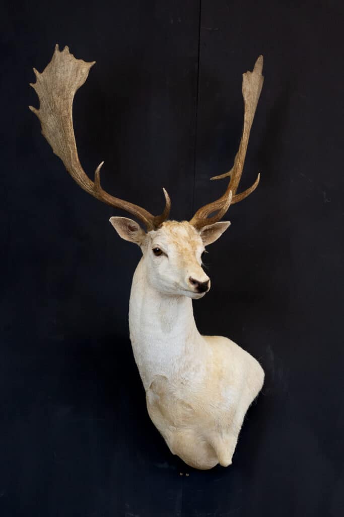 white fallow buck taxidermy wall pedestal upright