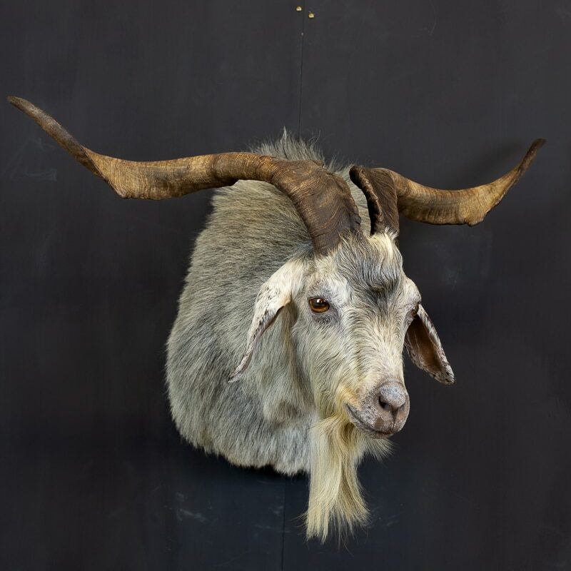 south pacific goat taxidermy shoulder mount