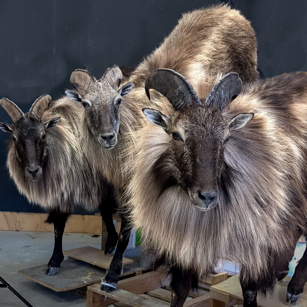 Bull tahr taxidermy full body life size group