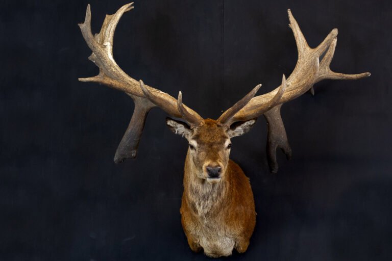 Skinning a deer for a shoulder mount