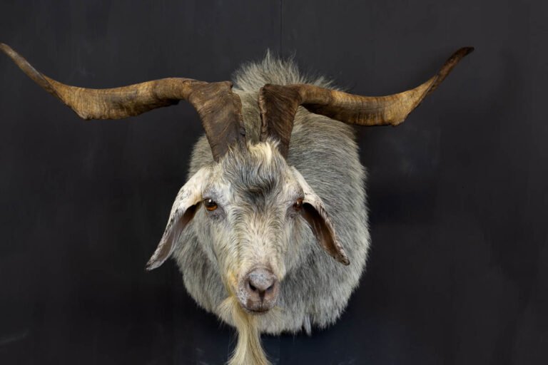 Choosing the Right Taxidermy Mount for Your Trophy
